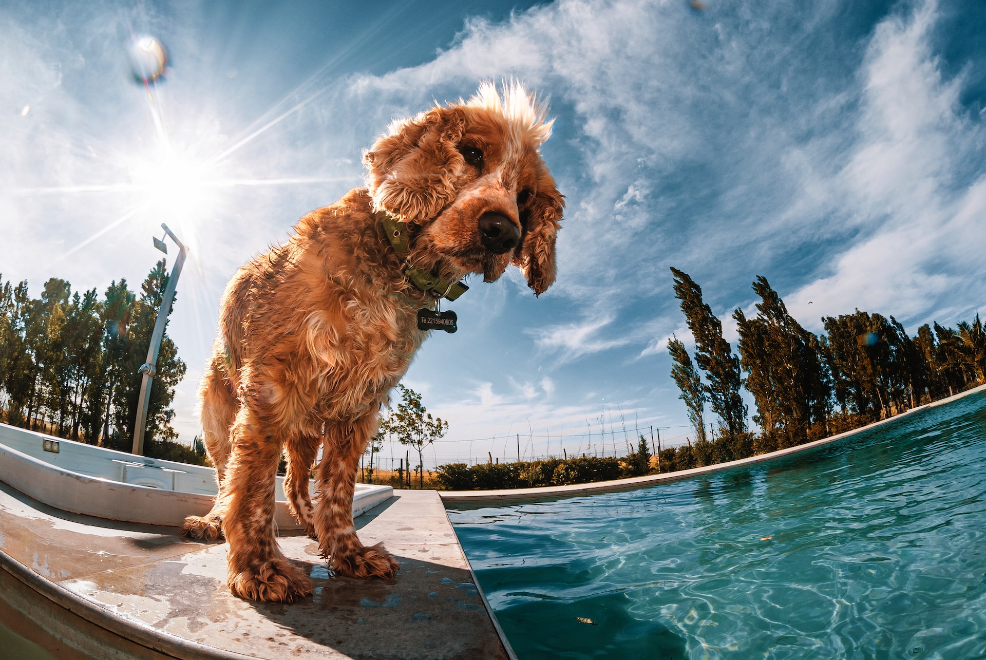 fisheye-dog-photo